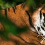 Federated Hermes sponsors WWF Tiger Trail