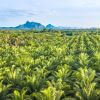 Green palm plantation