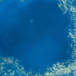 Impact Report